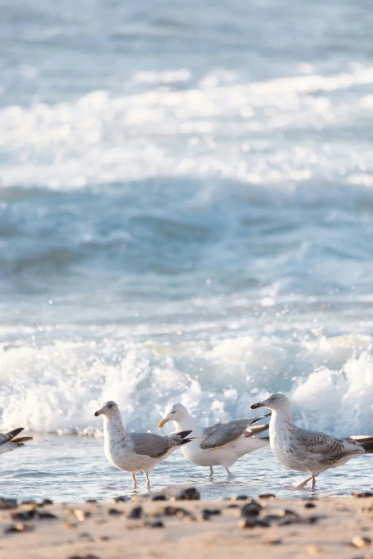 seagulls walk on the beach by the water