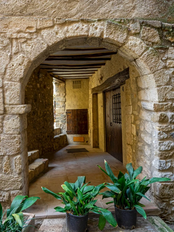 two large potted plants in front of an archway