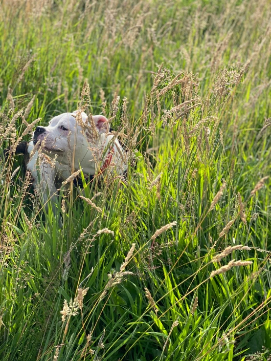 a dog with its face in the tall grass