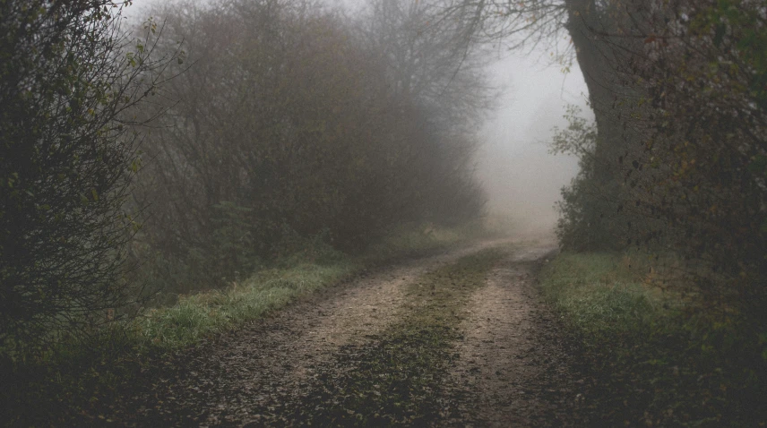 the road is lined with trees and grass