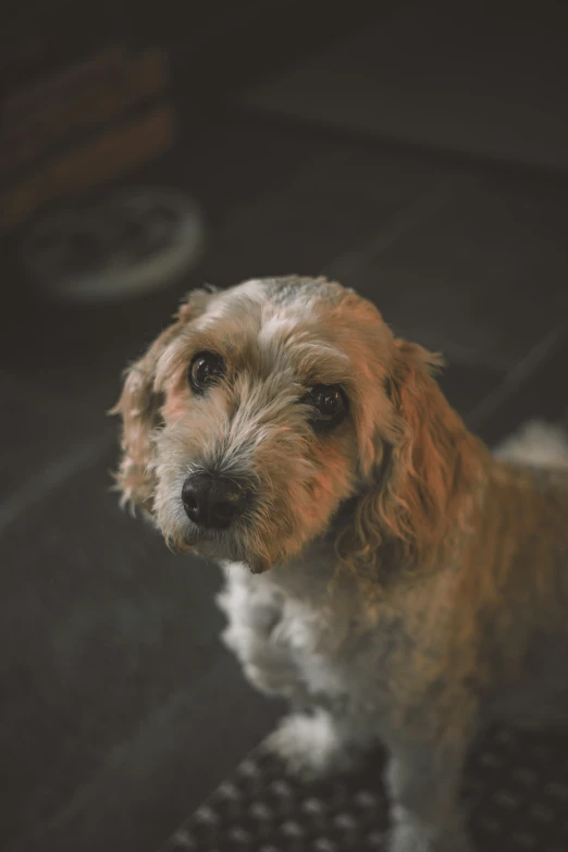 a dog is looking straight ahead with its owner standing behind him