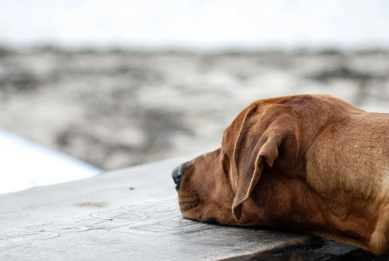 brown dog resting his head on a park bench