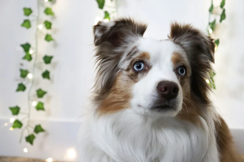 a small brown and white dog with blue eyes