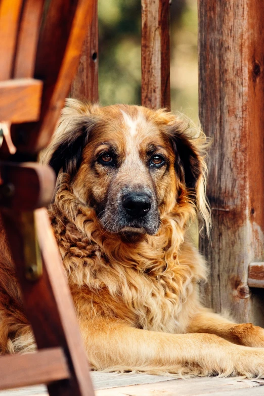 an adorable dog sitting under a wooden bench