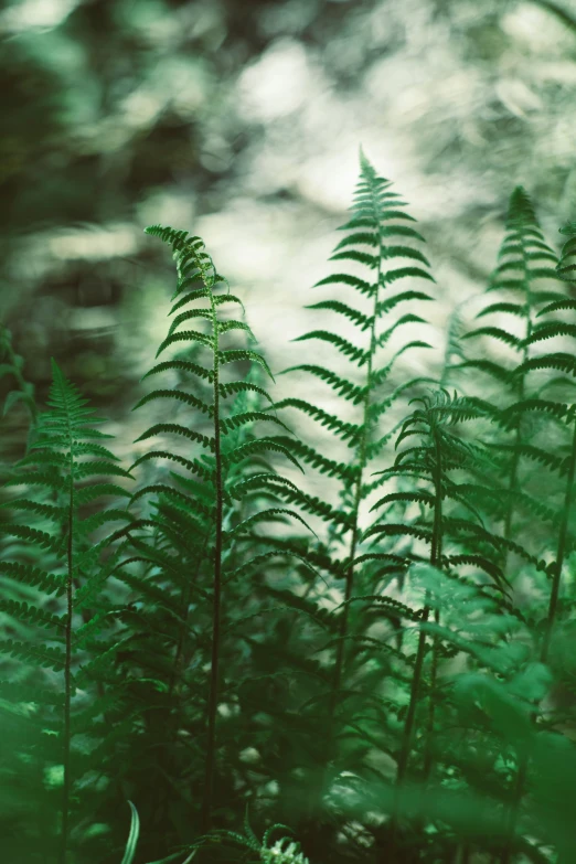 green ferns in their natural habitat, with the sunlight shining on them