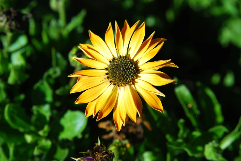 a single sunflower has many small buds