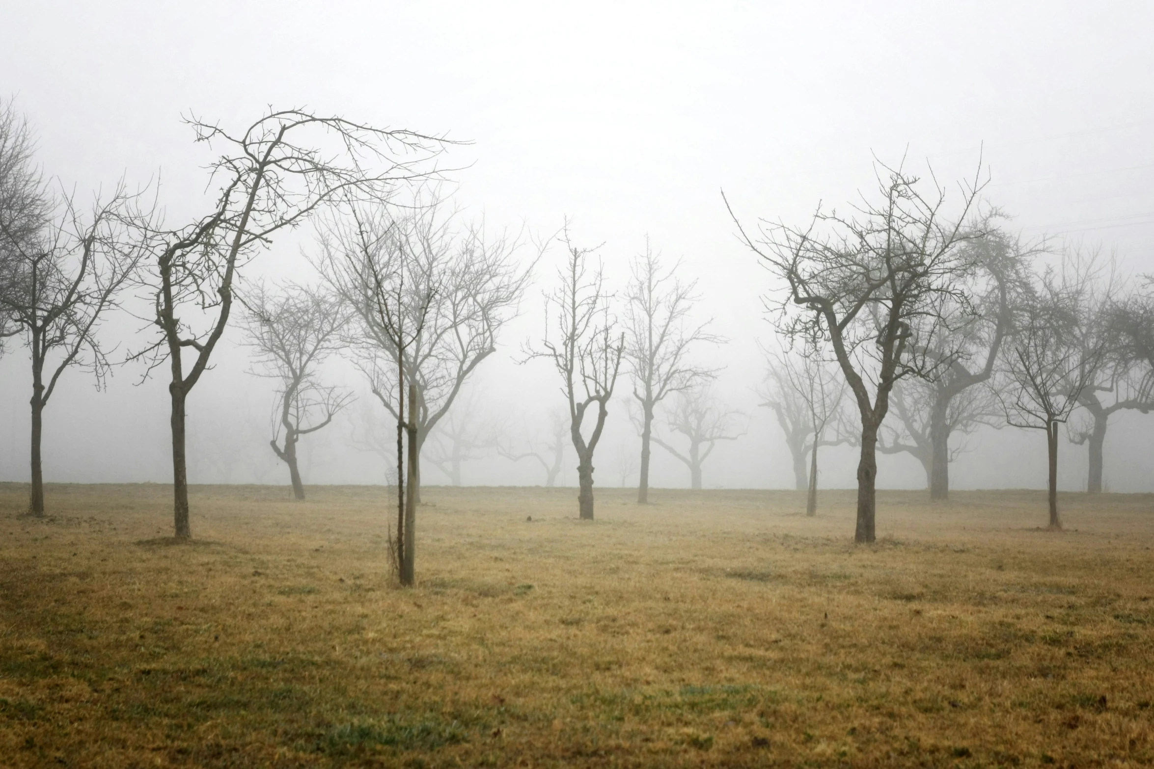 a grassy field with some trees and no leaves