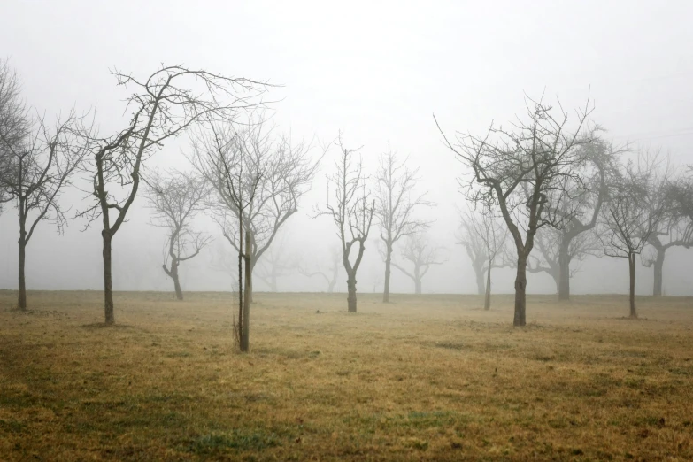 a grassy field with some trees and no leaves