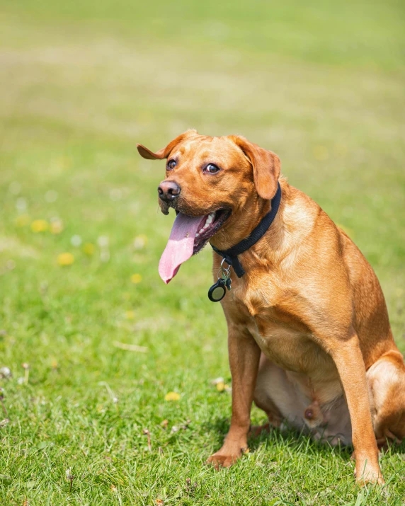 a dog with his tongue hanging out looking up at the camera