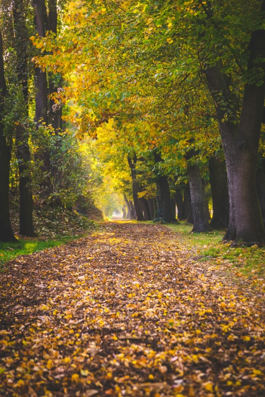 the pathway of some sort in the woods, leads through a forest full of leaves