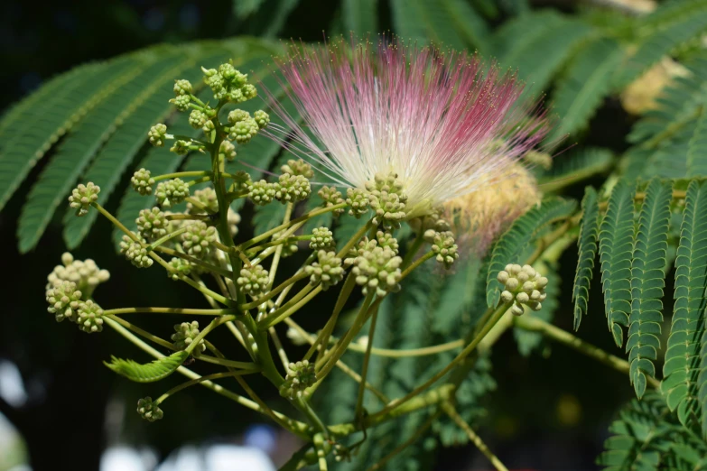 green leaves are shown with flowers growing from them