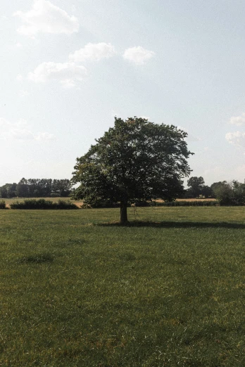 there is a tree that has been pographed in this field