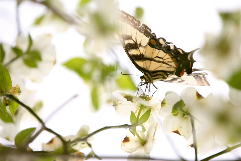 a erfly rests upon flowers in the middle of spring