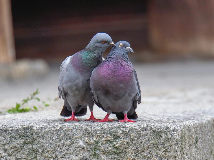 three colorful pigeons standing on the side of a stone slab
