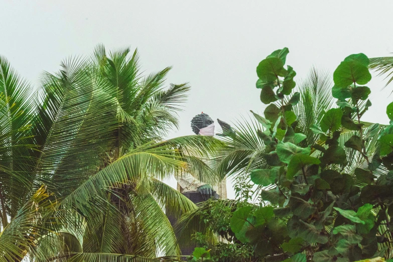 a small tree standing next to some tall palm trees