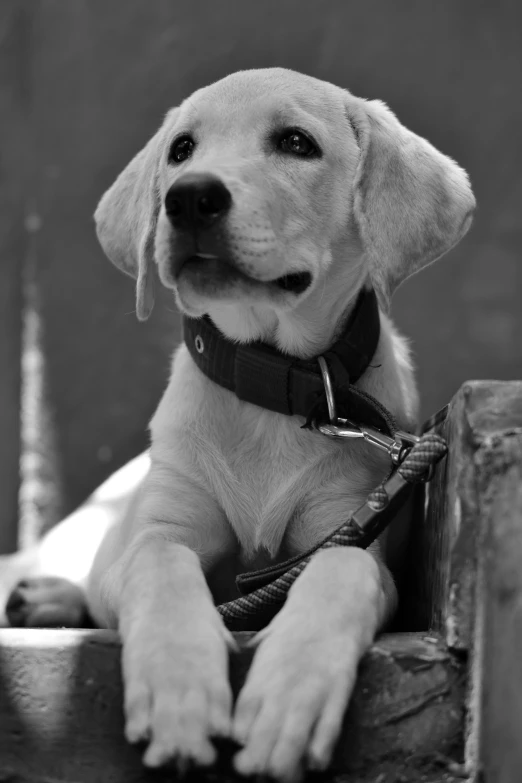 the puppy is sitting on the ledge, resting his chin on the wooden plank