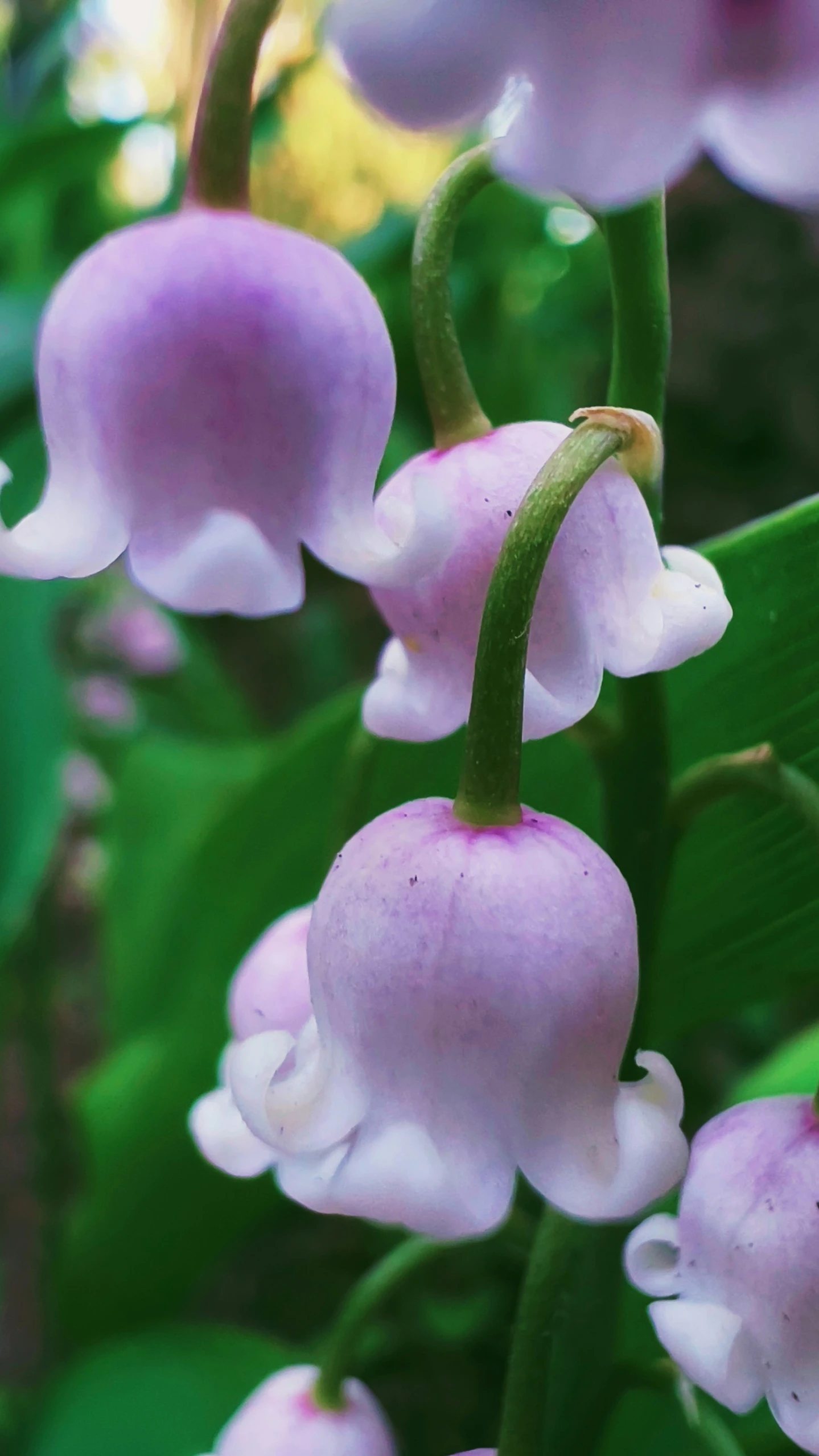 closeup of flowers growing in the jungle