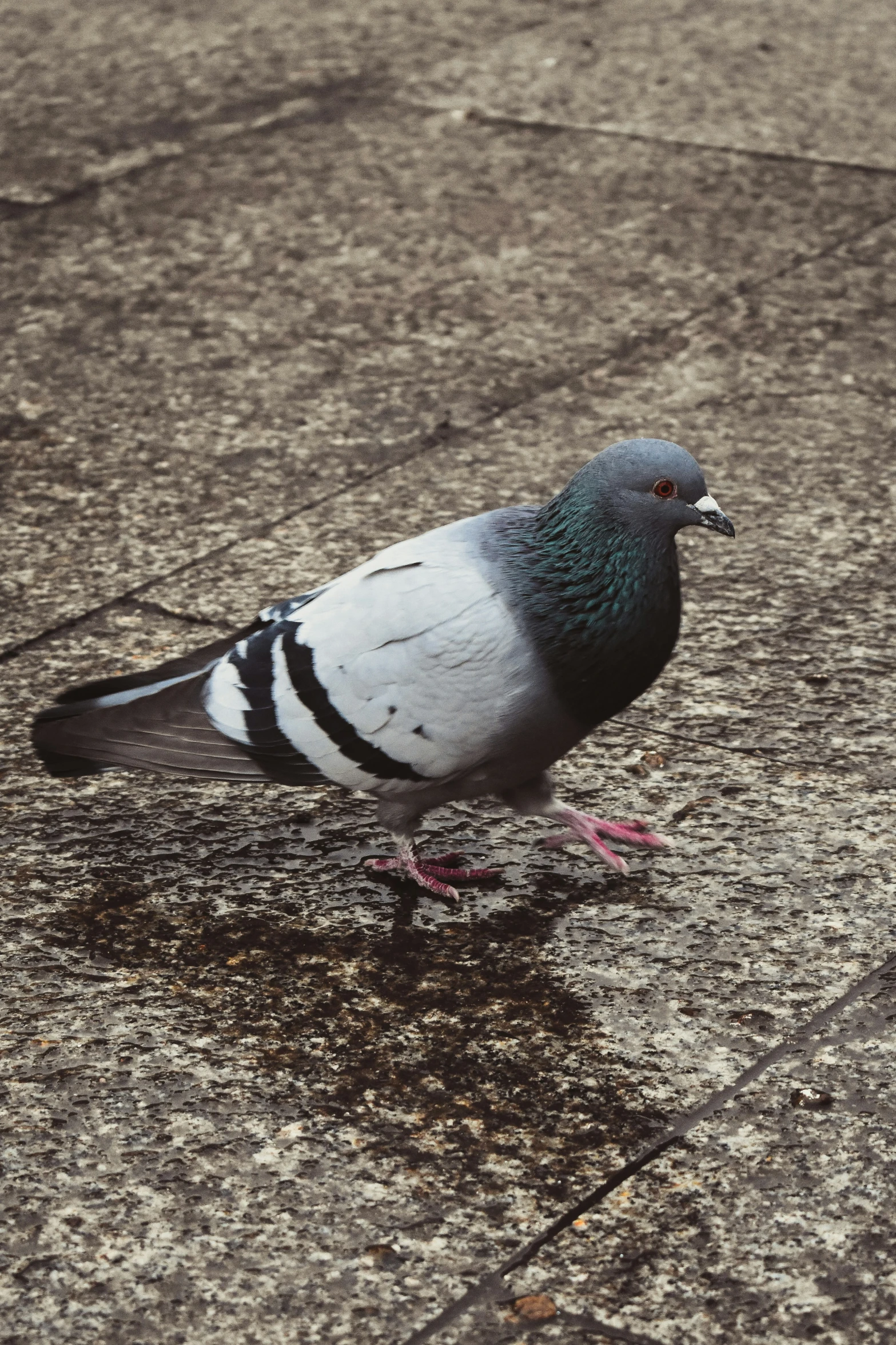 a pigeon standing on a pavement next to a pavement