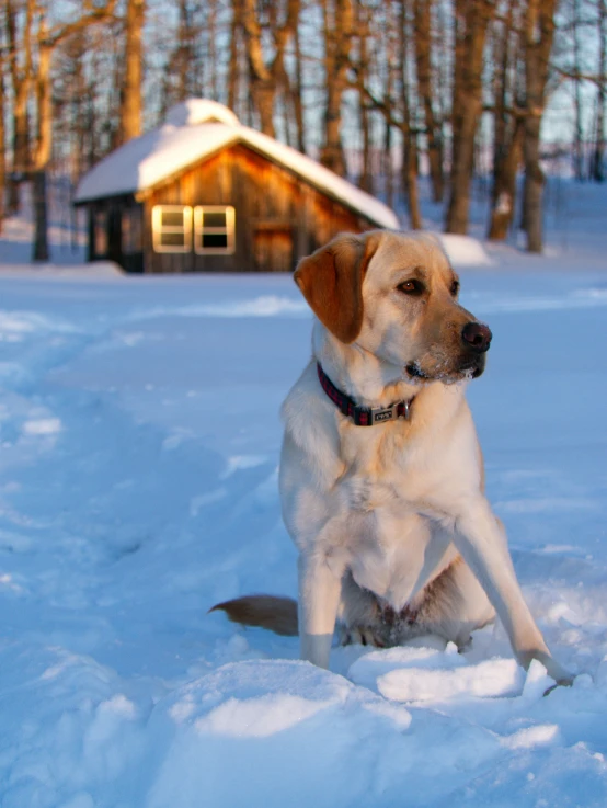 a dog that is sitting in the snow