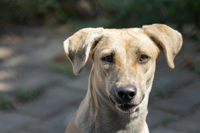 a large brown dog staring at the camera