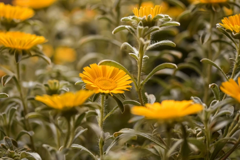 a close up picture of yellow flowers