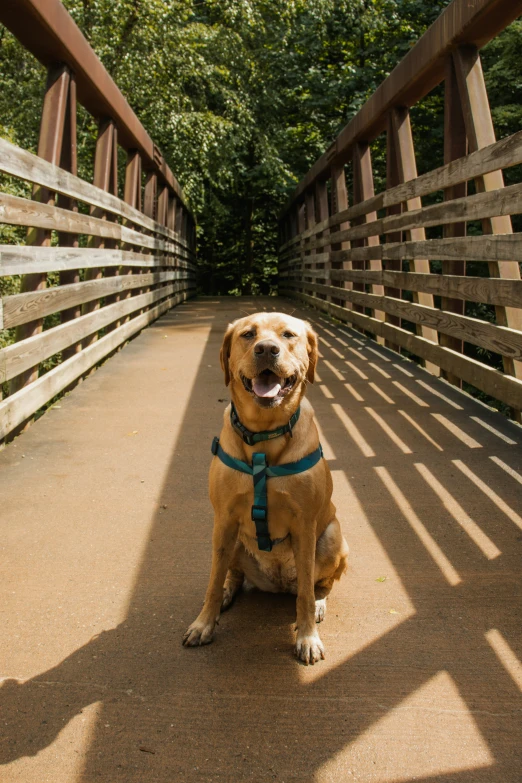 a large brown dog sitting on top of a bridge