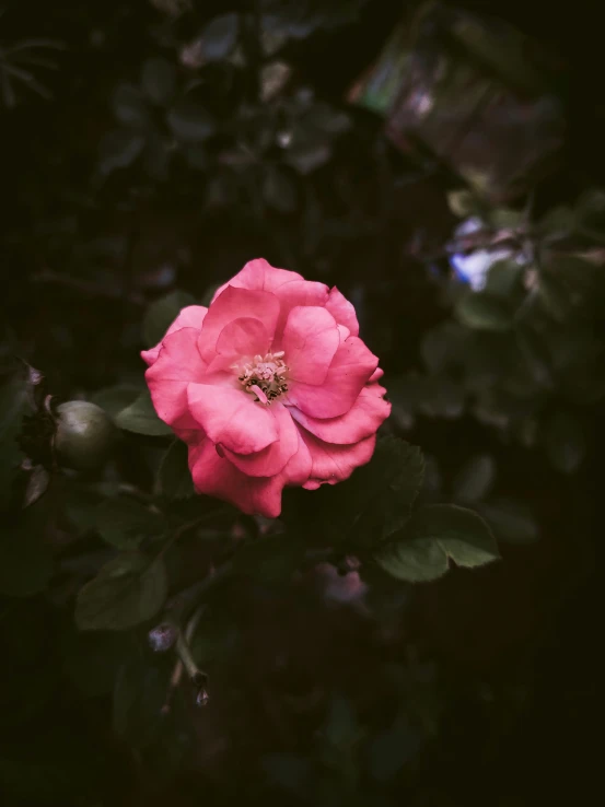 a single pink rose blooming among many green leaves