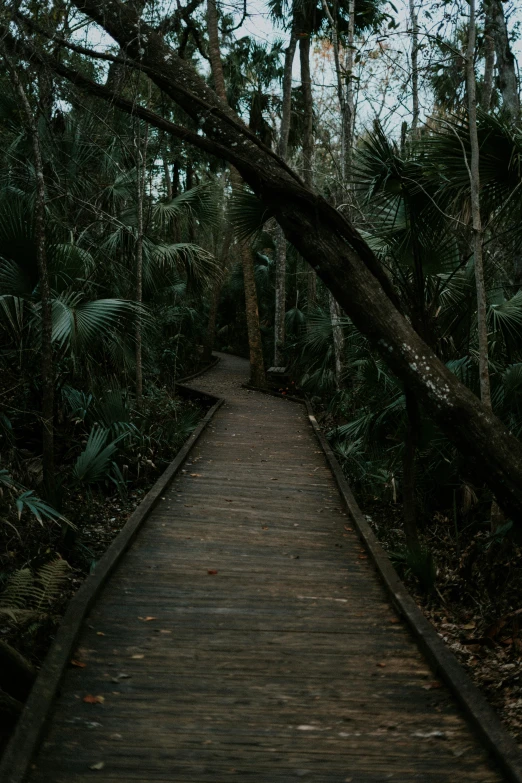 a trail with wooden walkway, surrounded by trees