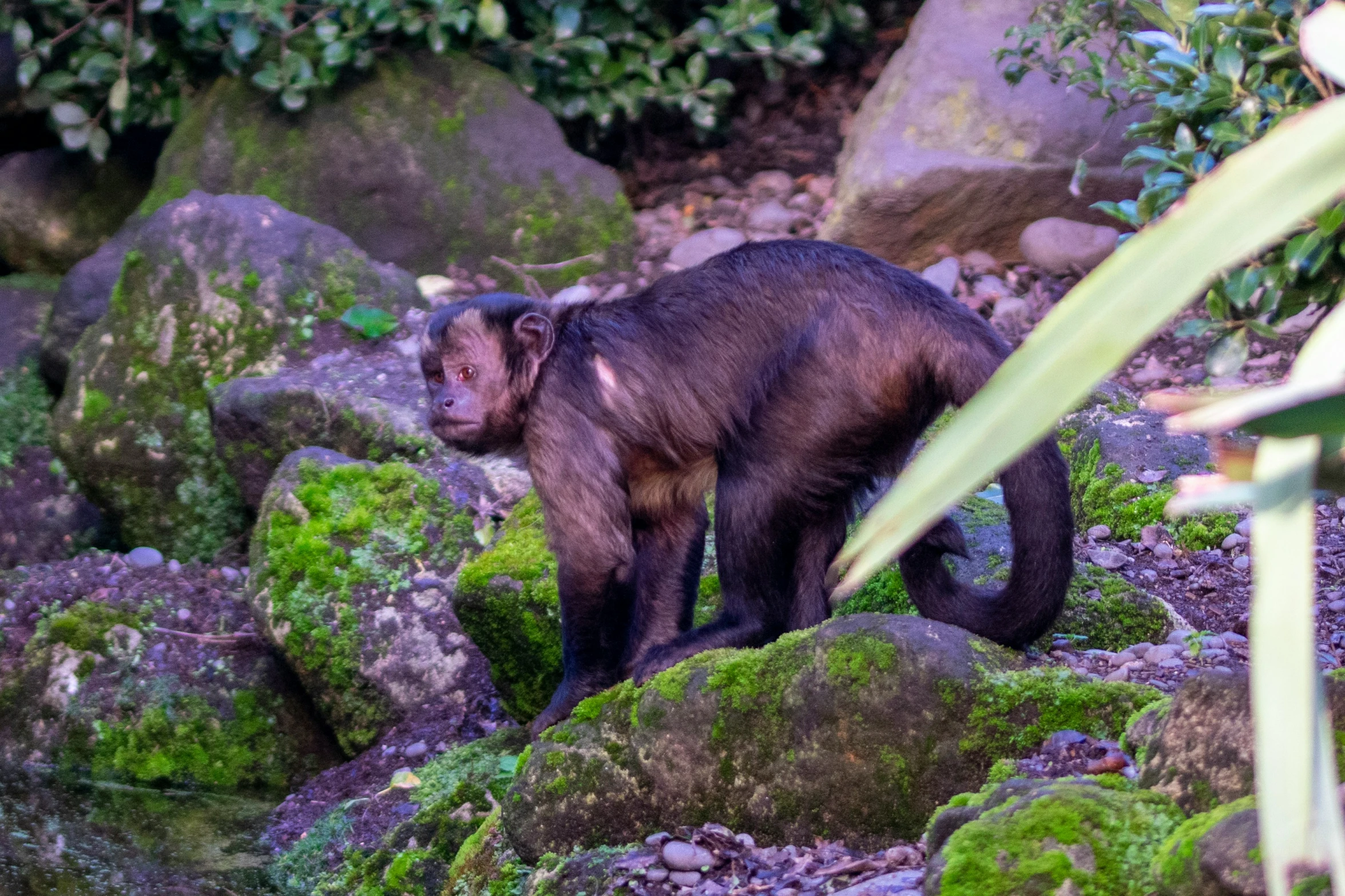 there is a monkey standing on some rocks