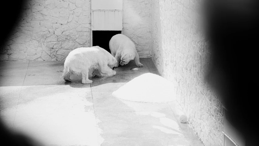 two polar bears are wandering in a enclosure