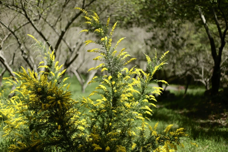 a bunch of yellow flowers are on a green plant