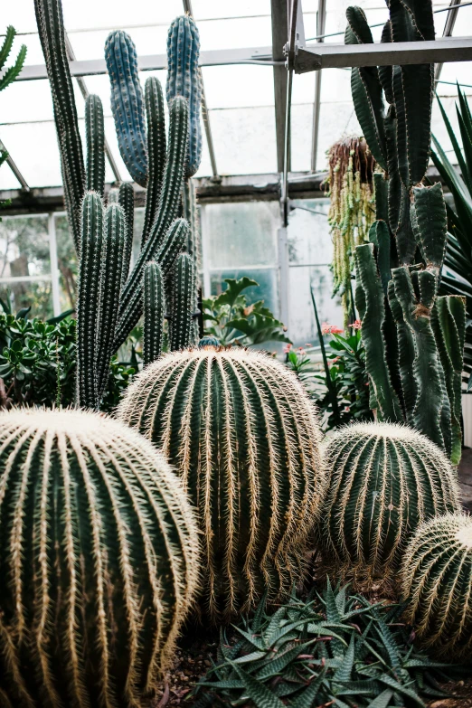 many cactus in the greenhouse next to each other