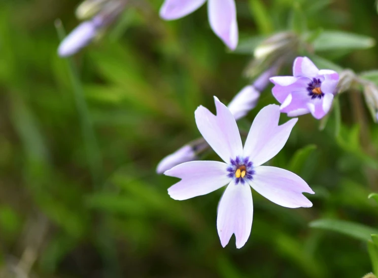 small purple flowers with yellow centers grow in a field