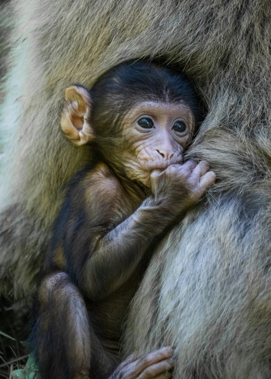 a baby monkey sitting on top of an adult