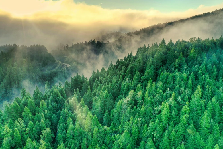 a forest filled with lots of lush green trees