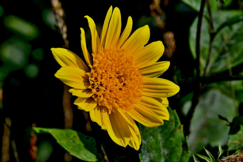 a bright yellow flower sitting among green foliage