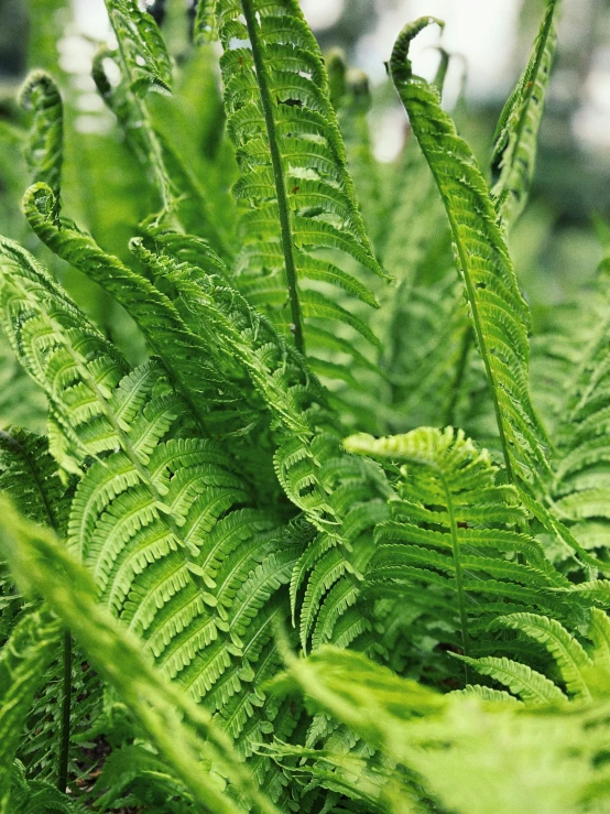 close up of a green fern in the forest