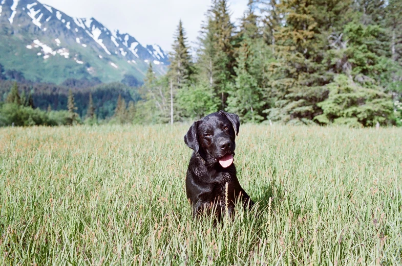 a black dog is standing in the grass by some trees