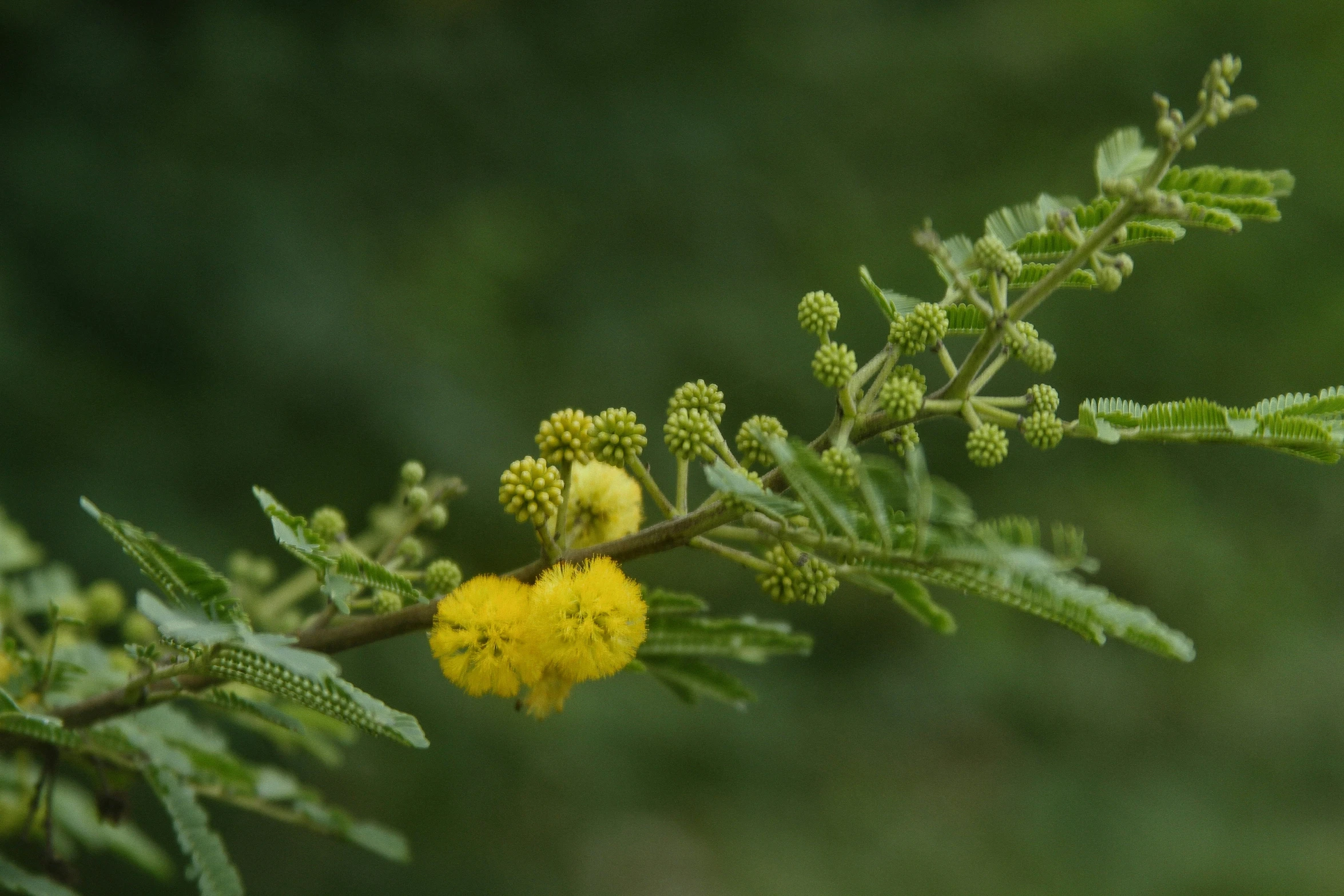 a nch with yellow flower heads and leaves