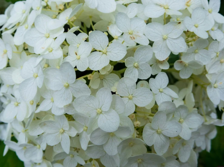 this is a very white flower with some leaves