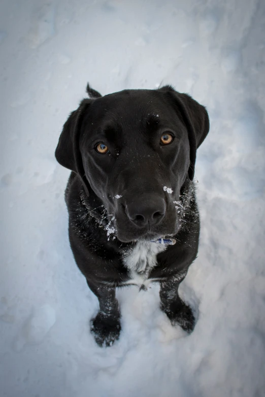 a dog sitting down in the snow outside