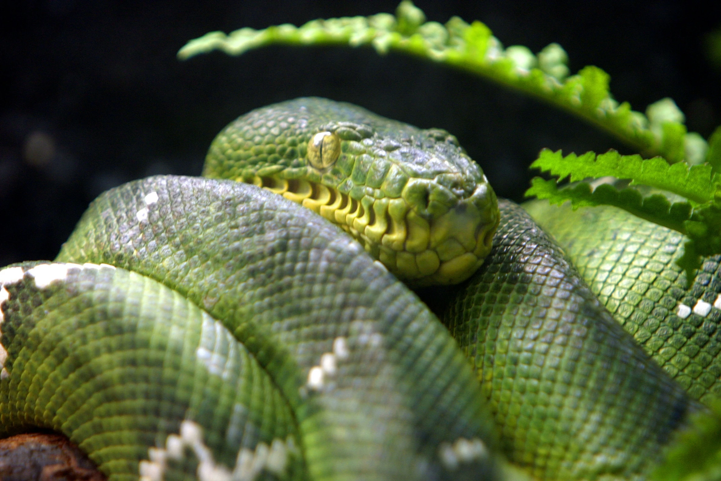 green tree snakes are curled up to one another
