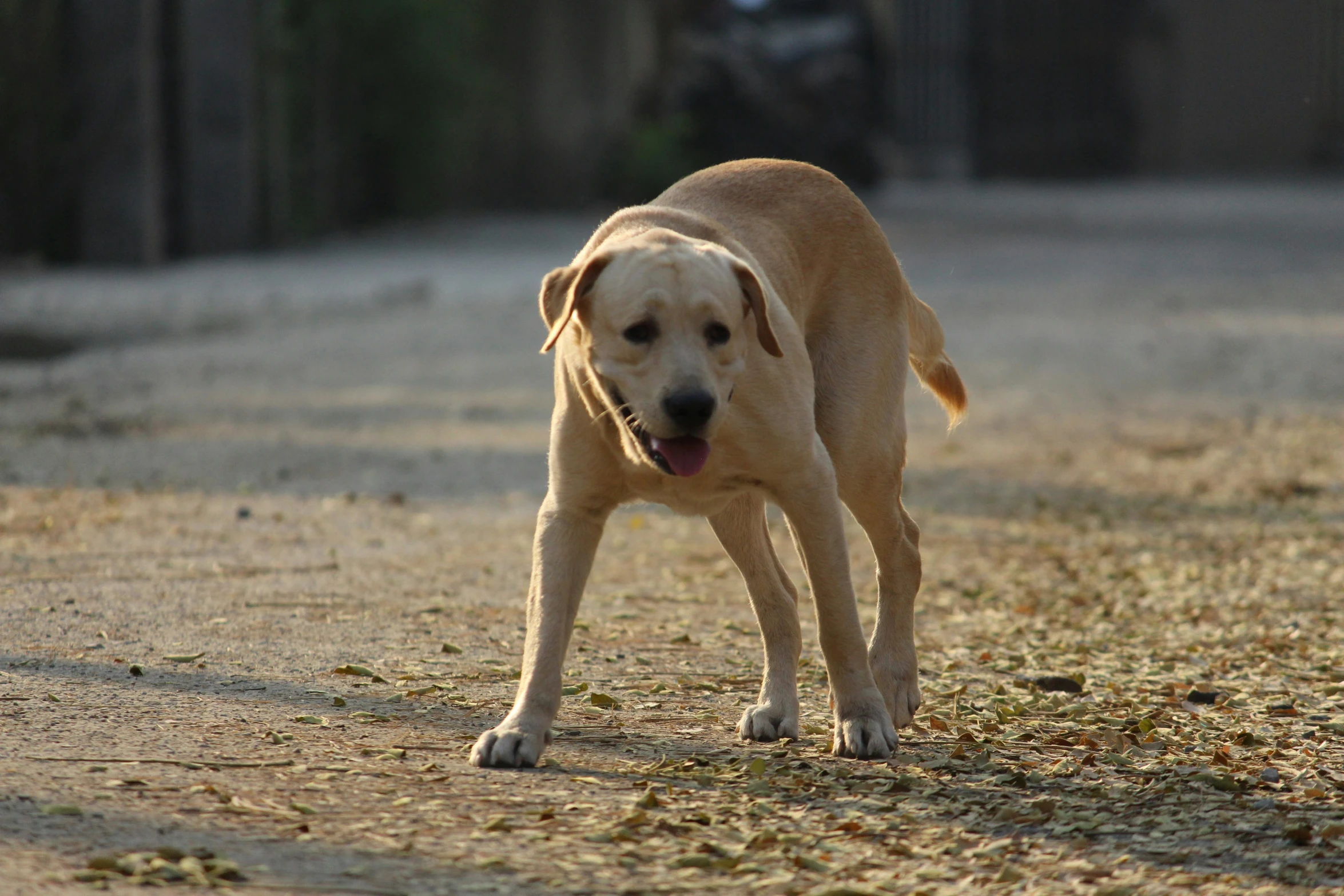 a yellow puppy is walking on some dry grass