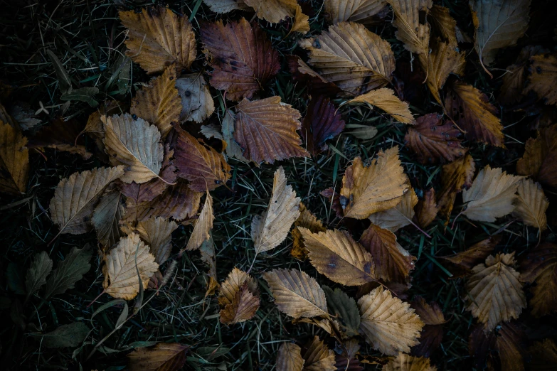 close up view of leaves on the ground