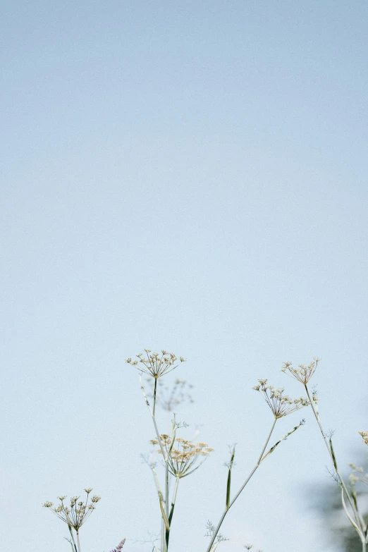 the back view of the leaves and flowers of a field