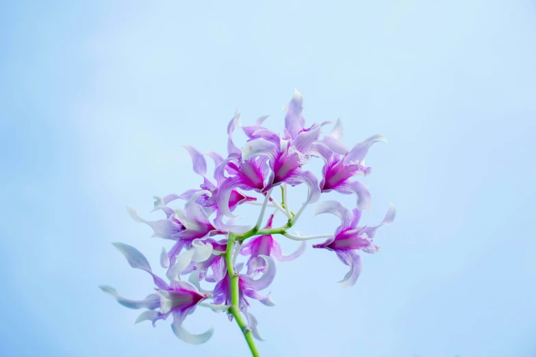 a tall purple flower with white centers is shown