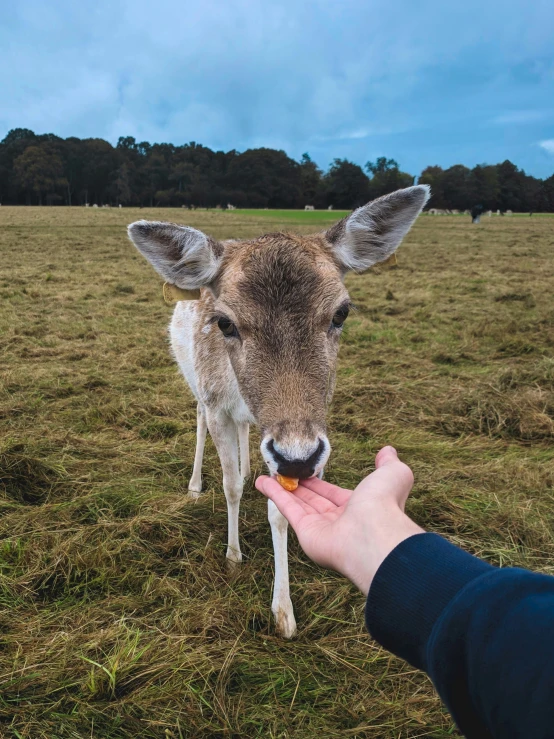 a person feeding a horse a piece of food