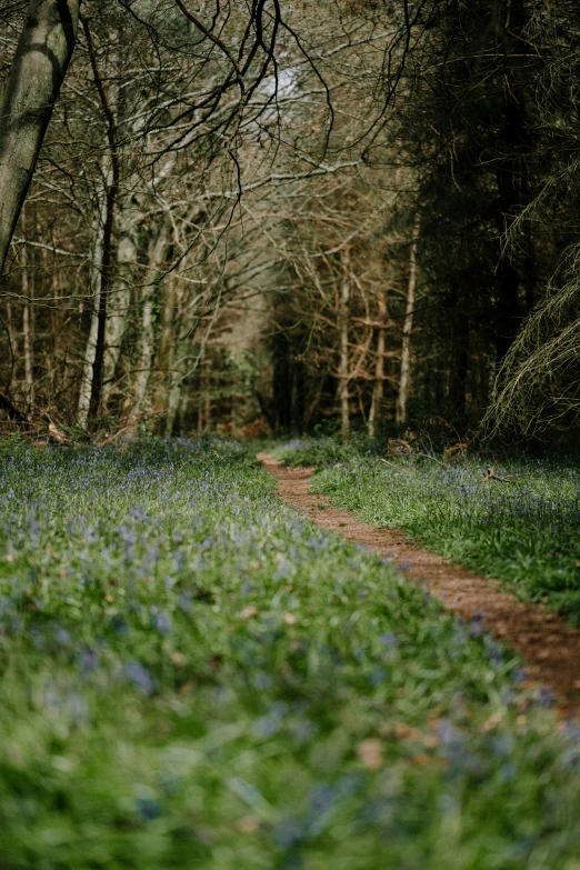 a road in the woods filled with lots of blue flowers