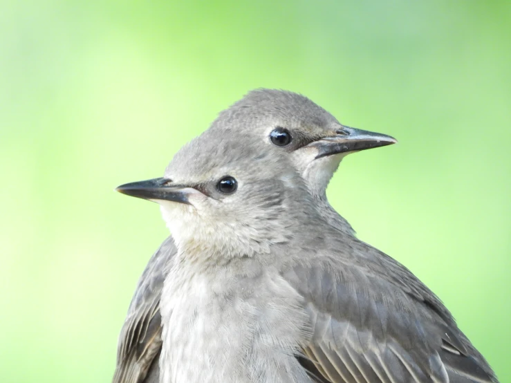 the two birds are standing close to one another