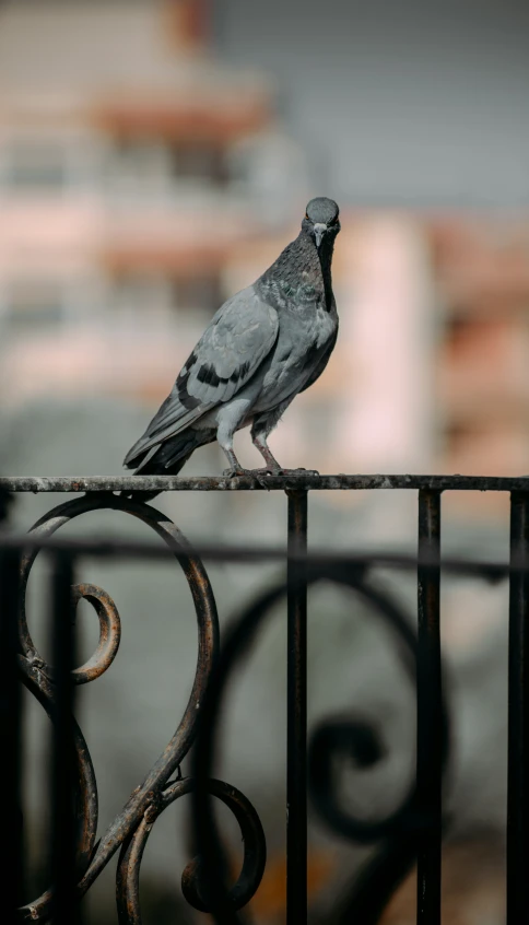 a bird on a metal fence, looking over the railing